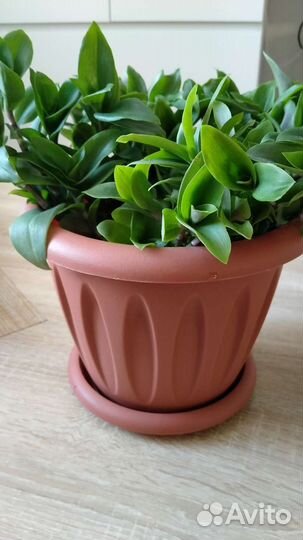 Традесканция