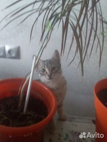 Кошки
