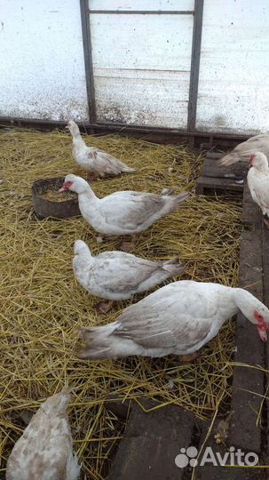 Селезень индоутки