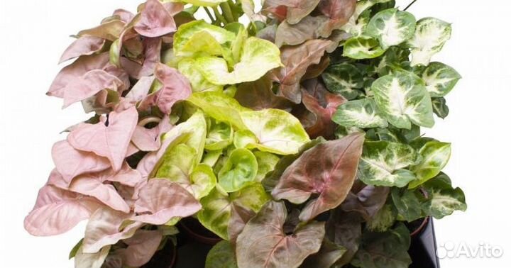 Сингониумы сортовые комнатные цветы