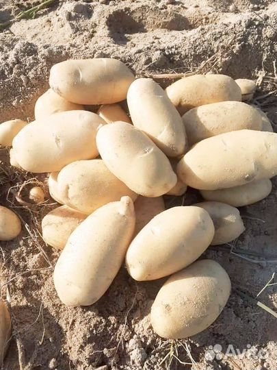 Продам картофель оптом