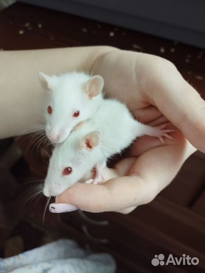 Крыса дамбо