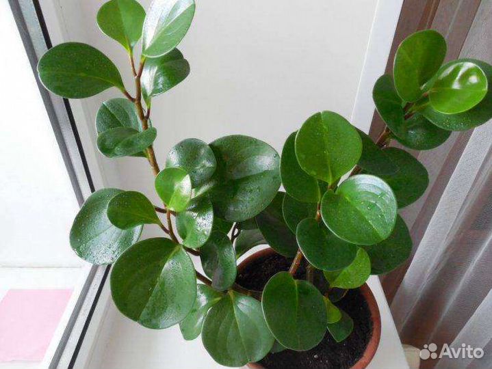 Цветок любви, денежный цветок