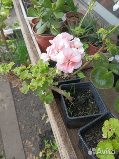 Герань пеларгония