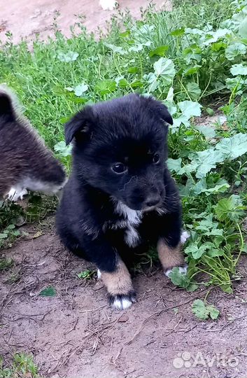 Щенки сибирской хаски