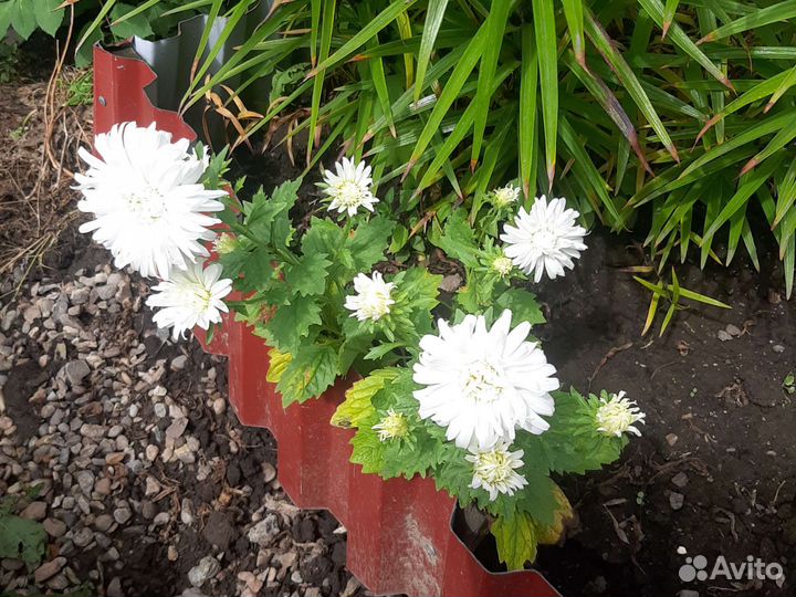 Рассада цветов астры, бархатцы