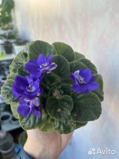 Фиалка цветущая