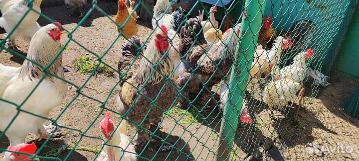 Молодые петухи