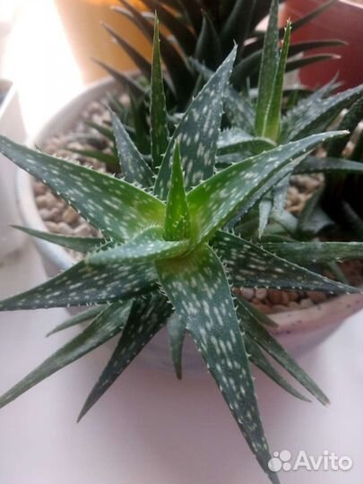 Суккуленты