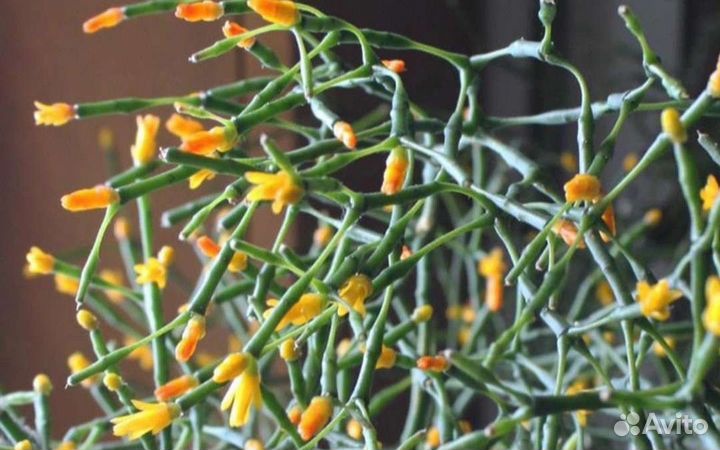 Хатиора комнатные цветы