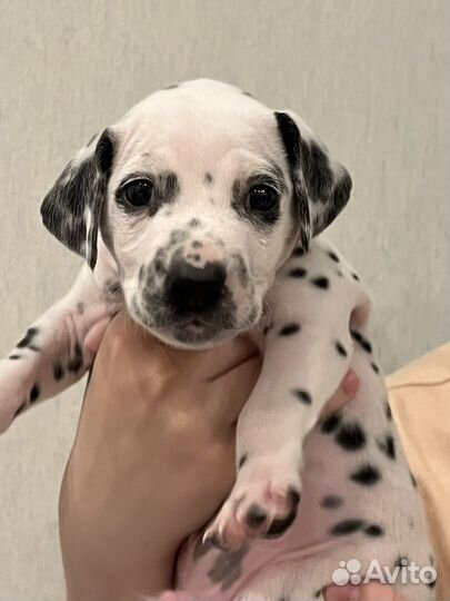 Щенки долматина