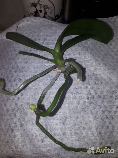 Продается детка орхидеи Дикий кот