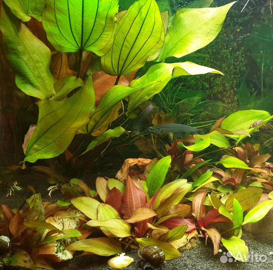 Эхинодорус малый медведь