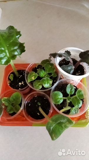 Сортовые фиалки