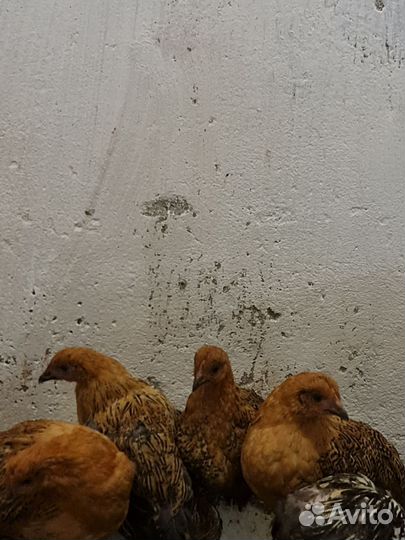 Куры молодки
