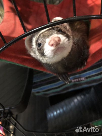 Хорьки с клеткой