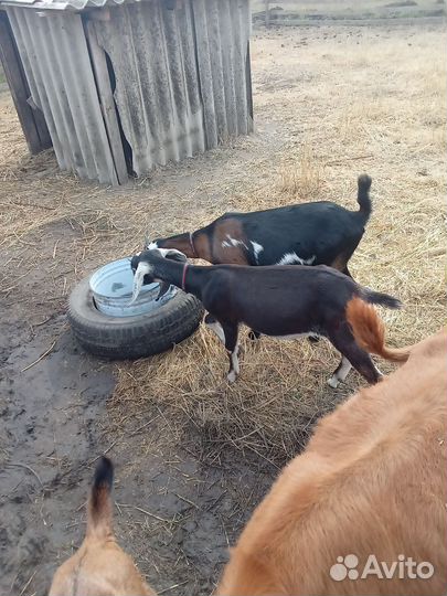 Коза нубийская