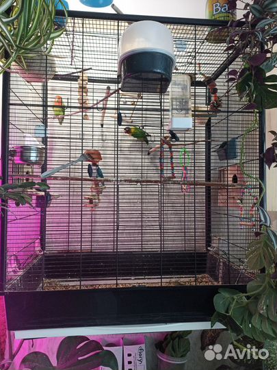 Попугай неразлучники с клеткой