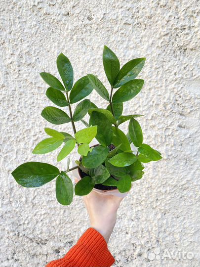 Замиокулькас