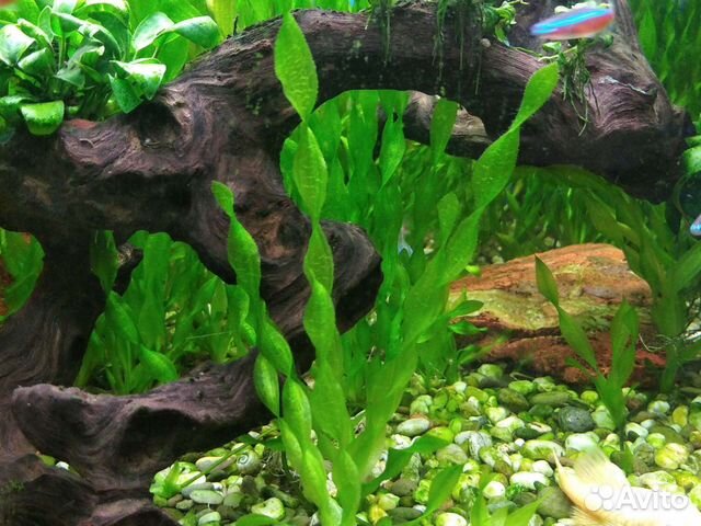 Лимнобиум Обмен плавающие аквариумные растения объявление продам