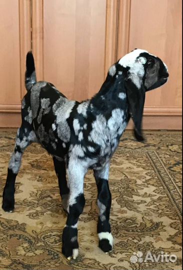 Продам чистопородных англо-нубийских козликов