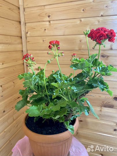 Пеларгония розебудная