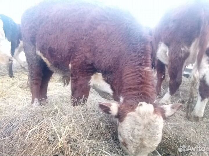 Быки на племя