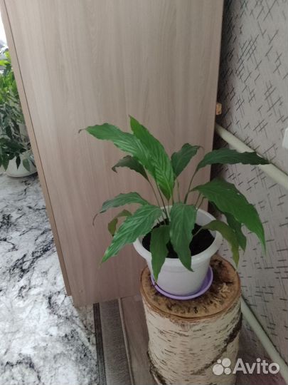 Продам цветы комнатные