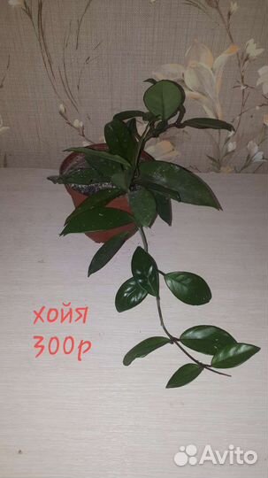 Комнатные цветы