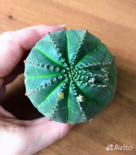 Молочай, эуфорбия обеса (euphorbia оbesa)