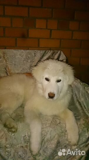 Вязка Мальчик Венгерский кувас