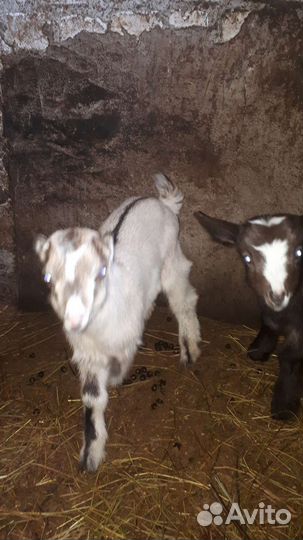 Козлик 4 месяца