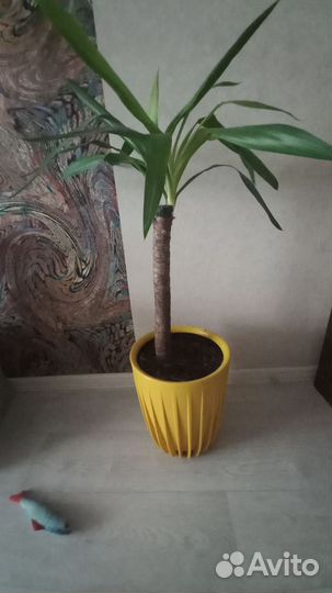 Пальма юкка