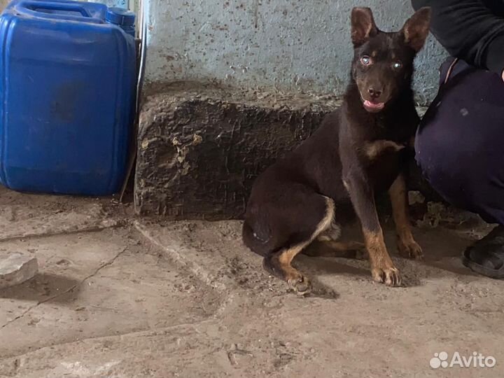 Сабака келпи