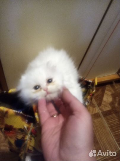 Продажа персидских котят