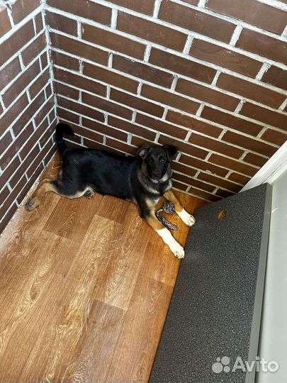 Отдам в добрые руки