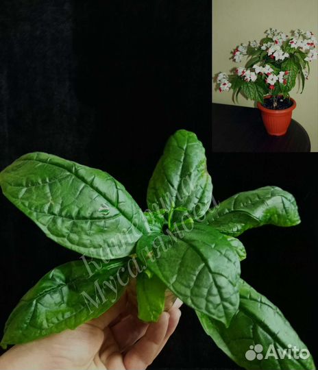 Комнатные растения