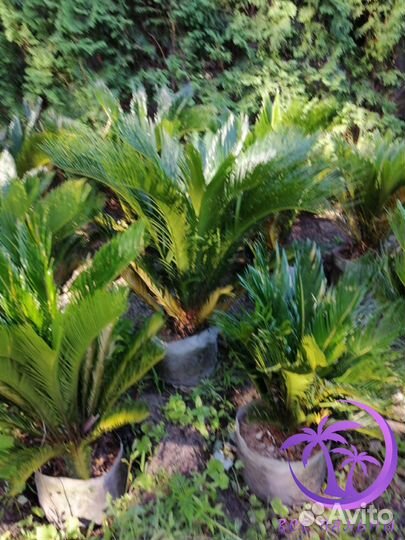 Пальма большая