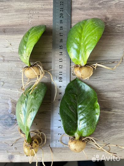 Замиокулькас зензи кучерявый