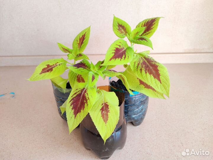 Цветы колеусы