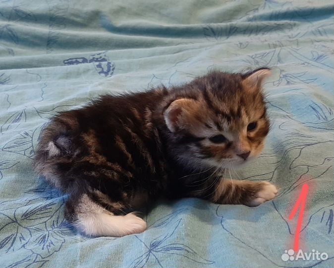 Кот курильский бобтейл