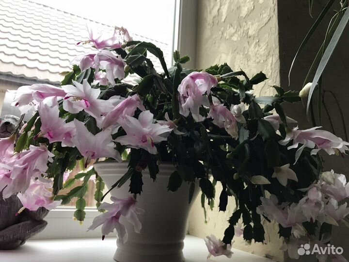 Декабрист шлюмбергера сныть декоративная