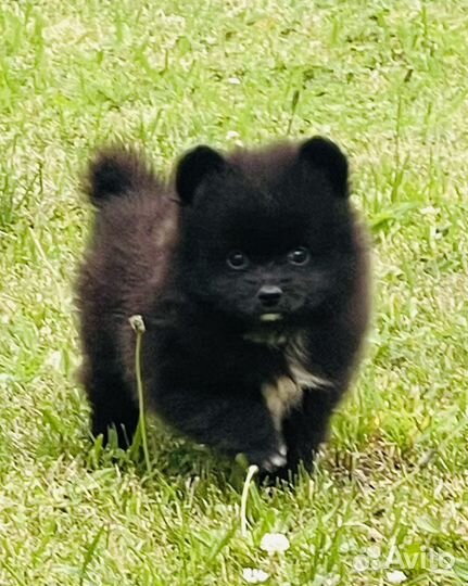 Щенок померанского шпица