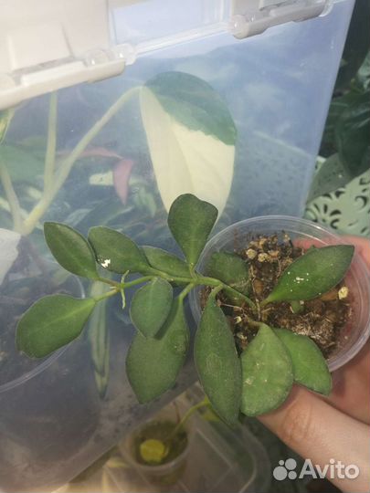 Хойя сортовые