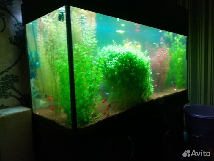 Аквариум целое хозяйство