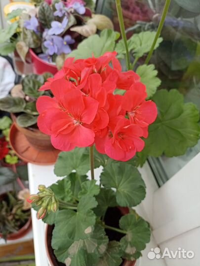 Пеларгонии сортовые