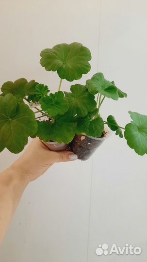 Пеларгонии сортовые