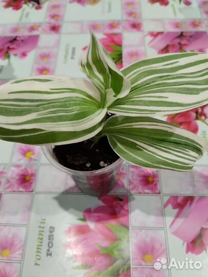 Цветы комнатные традесканции