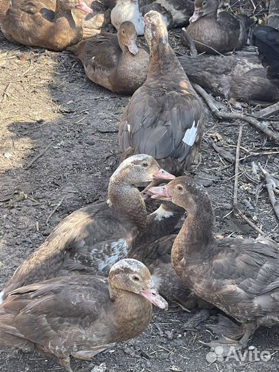 Мускусные утки