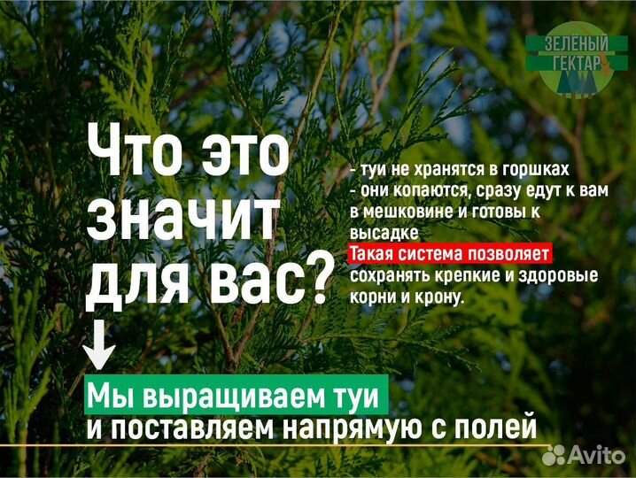 Туя смарагд 80 см свежая копка 2023